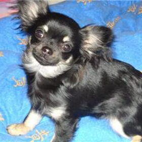 Hondenfoto van chihuahua lovers