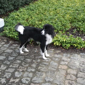 woody op de oprit