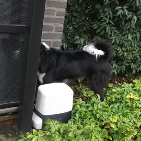 woody op de oprit