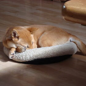 Kenai als pup aant slapen ^^