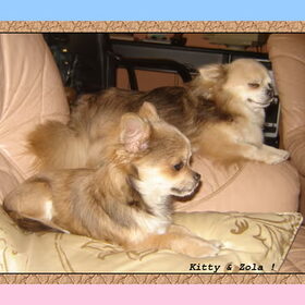Hondenfoto van chihuahua lovers