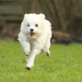 Hondenfoto van team Shadow
