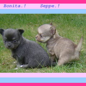 Hondenfoto van chihuahua lovers