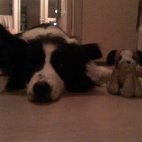 Hondenfoto van Bugs      **Taz**