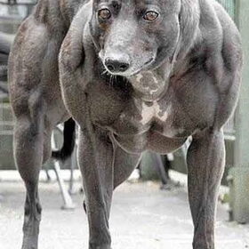 Practacly deformed!!! Waar gaan we heen met honden fokken??