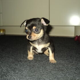 Gigi 5 weken oud