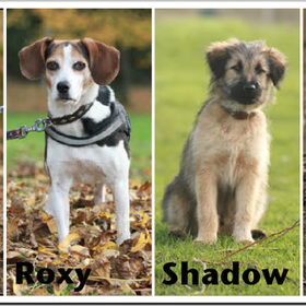 Hondenfoto van team Shadow