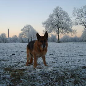dit is fausto een hond uit tien duizend.begrijpt goed wat ik wil…