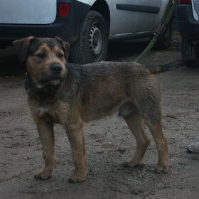 Dit is Dikkie (zo gedoopt in het asiel), hij is een hondje met…
