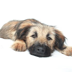 Hondenfoto van team Shadow