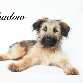Hondenfoto van team Shadow