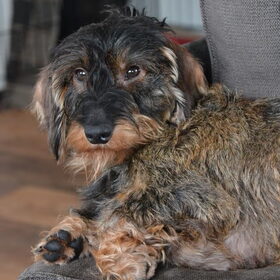 Hondenfoto van Pepijn & Otis