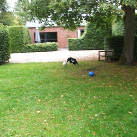 Hondenfoto van silke & woody 