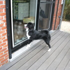 wat een mooie hond daar binnen =)