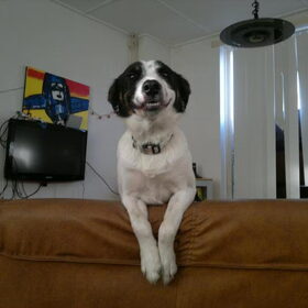 Hondenfoto van Bordercollie fanaat