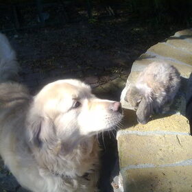 sam(L)met pluis R.I.P lieve sam