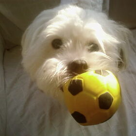 onze kylie,maltezer shih tzu,van 4jaar(L)