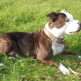 foto's van Rocky en Lady (1)