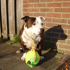 foto's van Rocky en Lady (4)