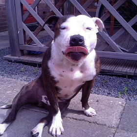 foto's van Rocky en Lady (22)