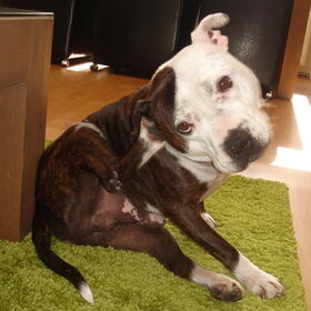 foto's van Rocky en Lady (23)