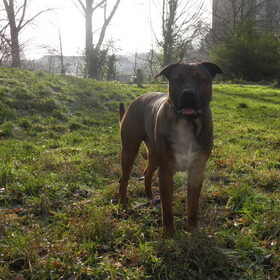 Hondenfoto van patricia,  *Spikey* Nino & Lola
