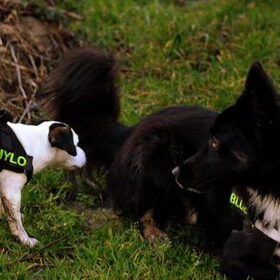 Blue & Mylo