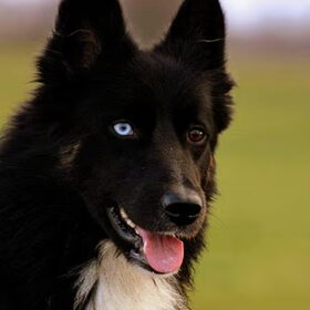 Blue