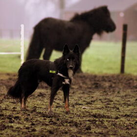 Blue & Toos