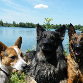 Hondenfoto van De Mecheltjes clan