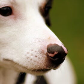 Mylo