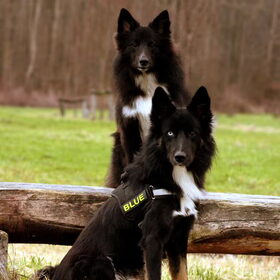 Blue & Blitz