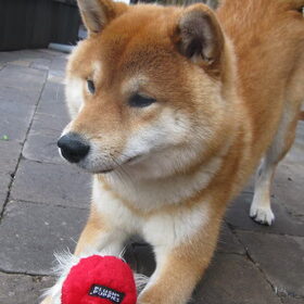 Kenshi