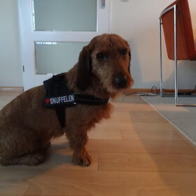 Kobus met zijn nieuwe tuigje + tekstlabels