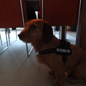 Kobus met zijn nieuwe tuigje + tekstlabels