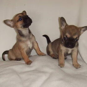 De twee grote puppies uit het nest(rechts is Chica)