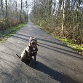 Hondenfoto van cynnie