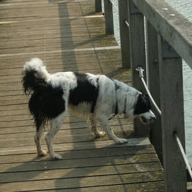 Bovenop een brug, val er niet af hoor!