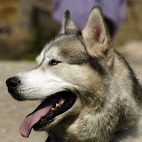 Hondenfoto van leo met "Ty de siberische husky & Nikita de Alaska malamute"