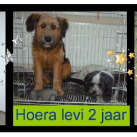 Hondenfoto van liesbeth,Turbo,Luna, Levi en Faith