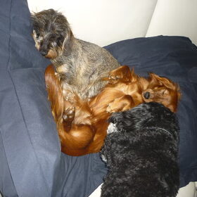 Hondenfoto van Greetje & Odie