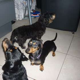 Hondenfoto van Greetje & Odie