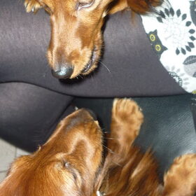Hondenfoto van Greetje & Odie