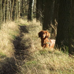 Hondenfoto van Eva & Yools