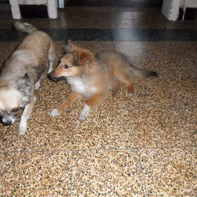 zino met mizka