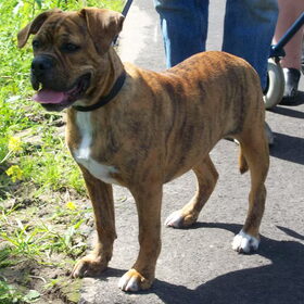 old english bulldog teefje van 6 maanden