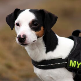 Mylo
