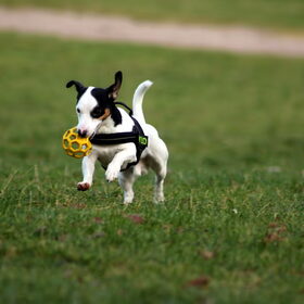 Mylo