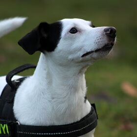 Mylo