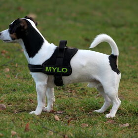 Mylo